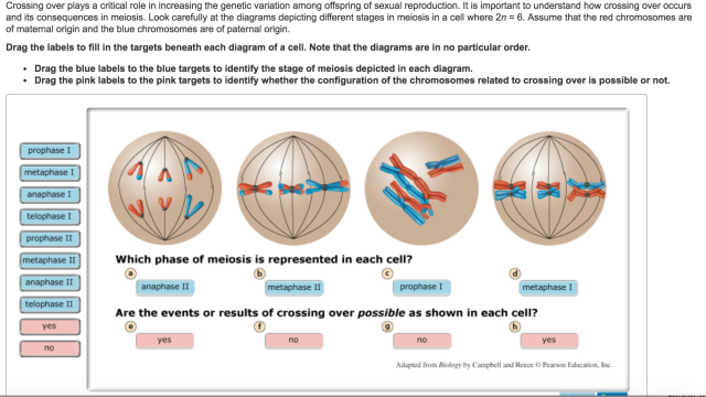 Meiosis Overview Map 1 Biol 1114 Oklahoma State University